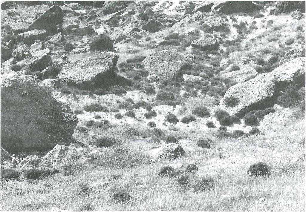 Abb, 3: Biotop im Göksu-Tal südlich von Mut mit Massenvorkommen der Raupen von V. cardui. 4. Am Folgetag (21.IV.