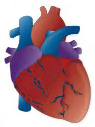 Abnahme der Herzfunktion Funktionelles Rückwärtsversagen ( maintained cardiac output )