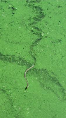 Sogar die Wasserschlangen haben Mühe, in der grünen Brühe