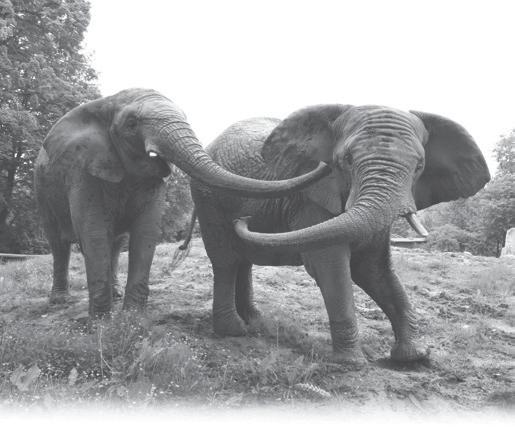 Schwergewichte der Region: Verliebt ins neue Haus! Wunder der Elefanten. Wussten Sie, dass das Herz eines erwachsenen Elefanten ca. 20 Kilo wiegt?