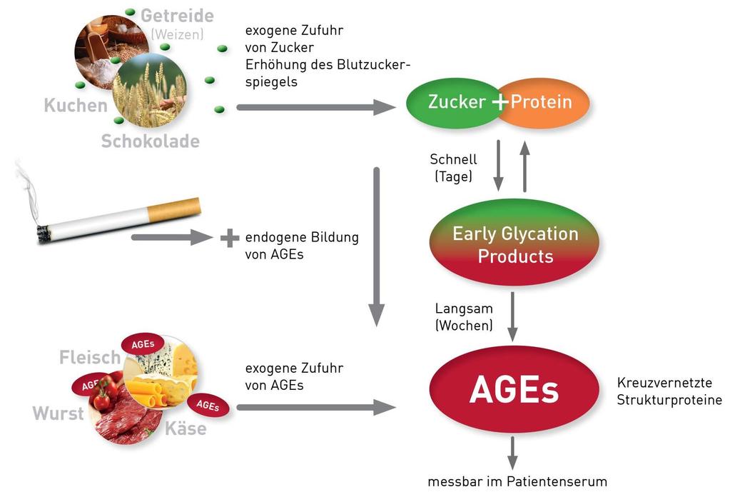 AGEs können endogen und exogen