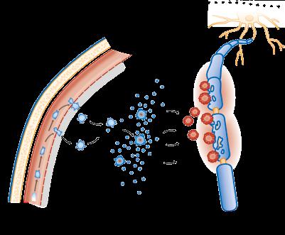 5 6 1 Blutgefäß 2 Schädeldecke* 3 Abwehrzelle durchdringt Blut-Hirn-Schranke 4 Nervenzelle 5 Aktivierte Fresszellen (Makrophagen) 6 Interferon gamma aktiviert Abwehrzellen *A bbildung nicht
