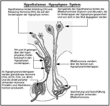 Hypophyse: Anatomie und Physiologie Steuerhormone RH, Liberine IH, Statine