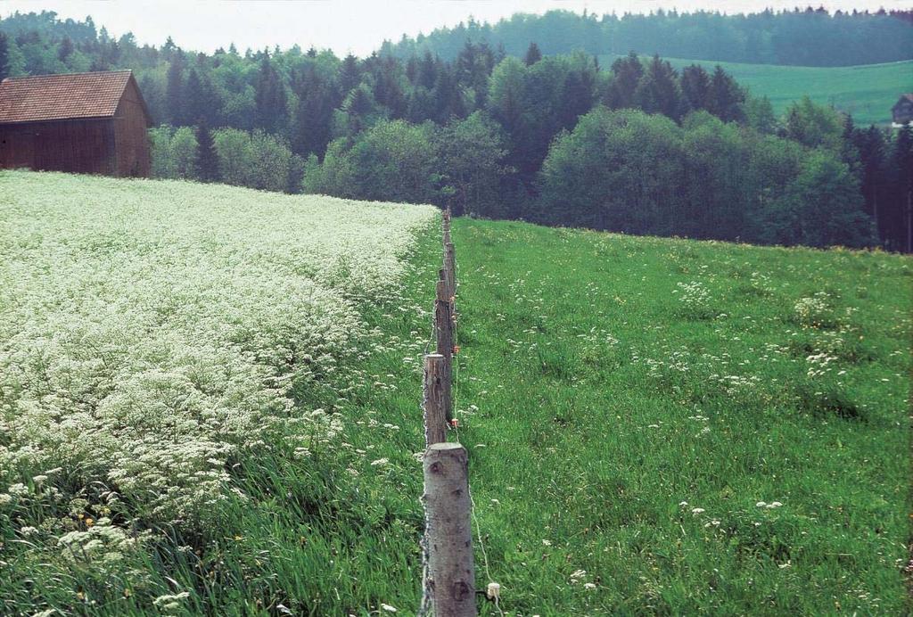 Frühlingsweide: