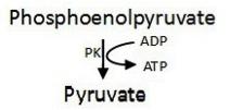 Neben Glukose, Stärke und 3P Glycerat liefert der Calvin-Benson Zyklus Vorstufen ür die Synthese sämtlicher Nukleotide und Aminosäuren.
