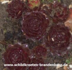 - oxalsäurehaltig, daher nur sehr selten verfüttern Huflattich Tussilago farfara - eine sehr umstrittene Pflanze, die zu Leberschäden