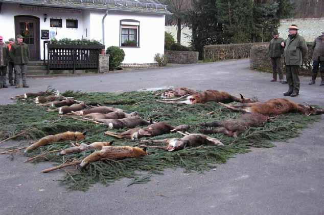 Jagdstrecke nach einer Bewegungsjagd in der Eifel Foto: A.