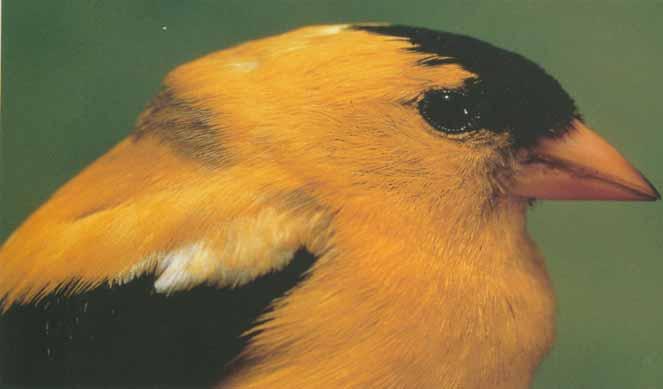 BESCHREIBUNG Größe: zwischen 11,5 und 13 cm Vögel färben im April-Mai zur Brutzeit ins Hochzeitkleid um Nach der Brutsaison Wechsel in