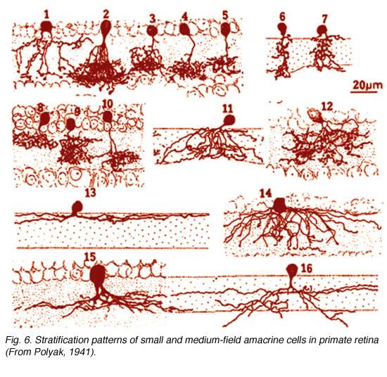 Amakrinzellen http://webvision.med.utah.