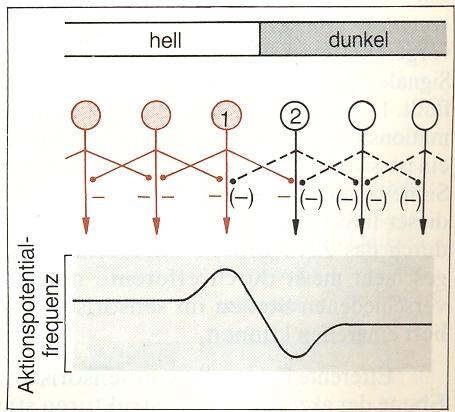 Laterale Inhibition durch Konvergenz und Divergenz Laterale Inhibition durch eine Kombination aus Divergenz und Konvergenz führt zu einer Verstärkung
