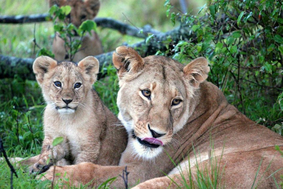Exklusiv-Safari Kenia 9-tägige luxuriöse Safari-Rundreise, die unvergleichliche Einblicke und Erfahrungen in Kenia ermöglicht und über die übliche Safari-Erfahrung hinausgeht.