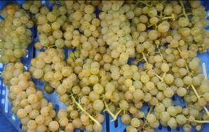 Die Säuerung von Most ist für den Weinjahrgang 2012 zwar zugelassen, nicht aber für Wein aus eingetrockneten Trauben.