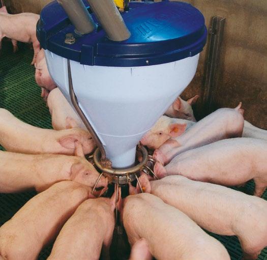 10 Fütterungssystem für Ferkel und Mastschweine Die Blu Hox-Futterautomaten von Roxell weisen runde Futterschalen auf, da dieses Konzept das soziale Verhalten unter den Schweinen verbessert und die