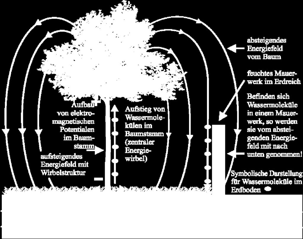 Unser Wall Dry System arbeitet nach ähnlichen Wirkprinzipien wie das Energiefeld eines Baumes.