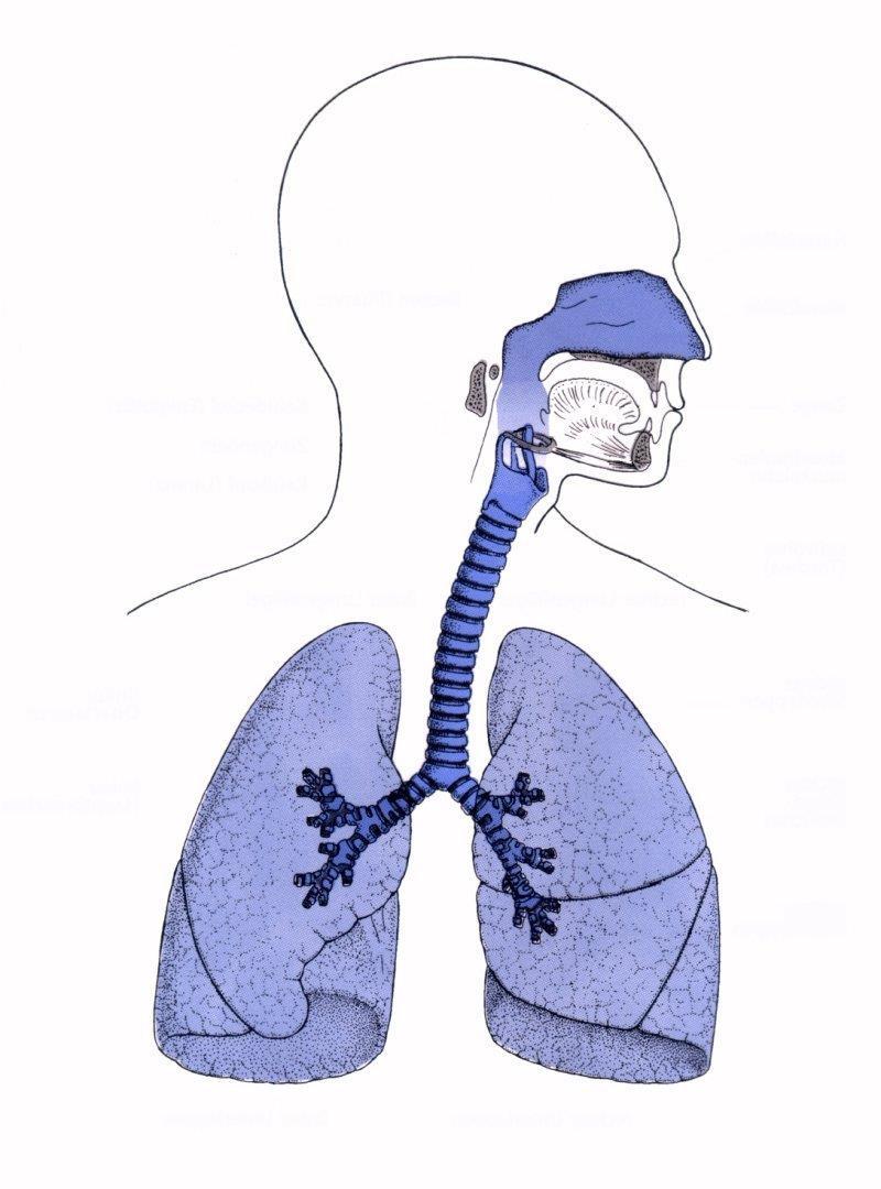 Die Lungengängigkeit der Partikel Nasenschleimhäute und Rachen: > 10 µm (z.b.