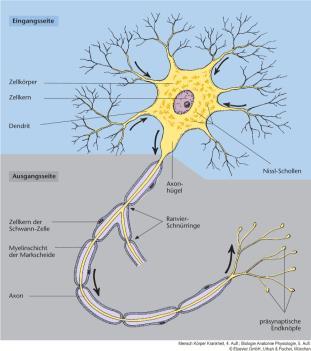 ÜBERBLICK: Neurone = Nervenzellen nicht