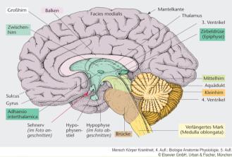 ÜBERBLICK: (ZNS): Gehirn Gehirn Rückenmark Sitz des größten Teils des s Oberflächenvergrößerung Zellkörper = grau Axone + Dendriden = weiß (ZNS): Gehirn Großhirn: Denkfunktion, Persönlichkeit,