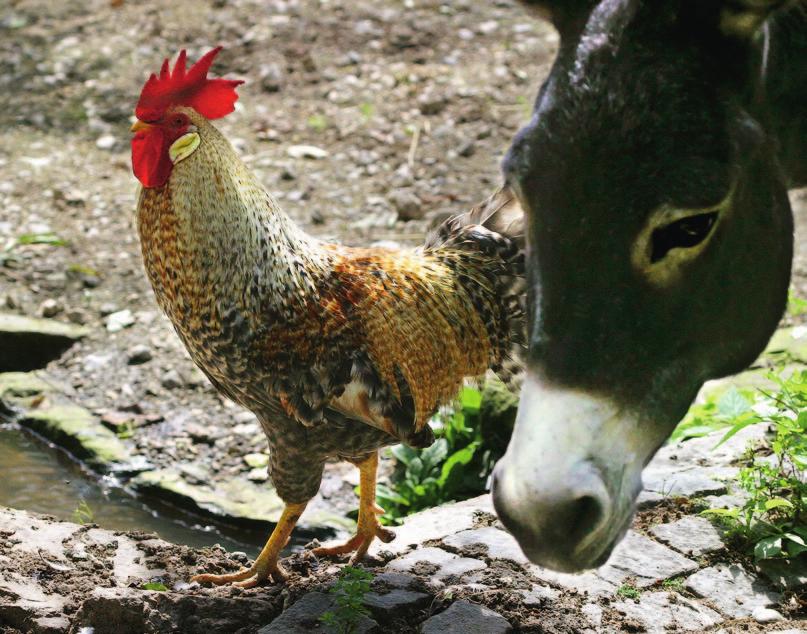 16 Geeignete Rassen für die kleine Hühnerhaltung Dieser herrliche Hahn ist unzweifelhaft ein Vertreter des Landhuhntyps.