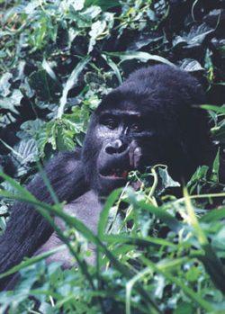 Auf dieser Safari lernen Sie die schönsten Landschaften und Höhepunkte Ugandas hautnah kennen - Gorilla- und Schimpansen-Trekking inklusive. Die rund 2.