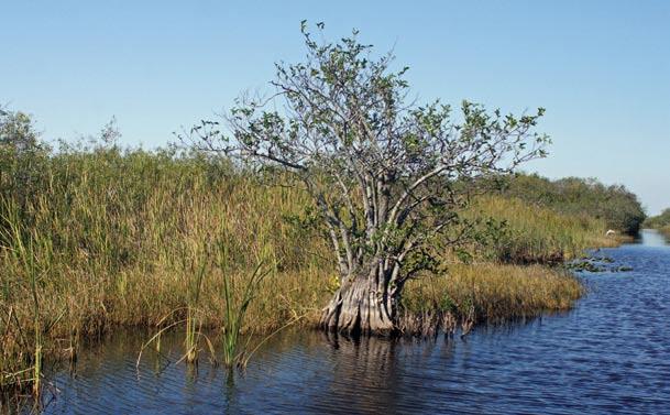 Sumpflandschaft des Everglades National Park EVERGLADES NATIONAL PARK, KEYS KEYS & & DRY DRY TORTUGAS - - - - - - einiges mehr getan werden müssen.