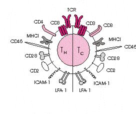 Typen der αβtcr+ T-Zellen 1. CD8+ zytotoxische T-Zellen (CTL) A. tötet virusinfizierte Zellen B. tötet Tumorzellen C. tötet Zellen mit intrazellulären Bakterien im Zytosol 2.