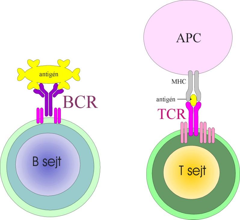 B- und T-Zellen erkennen unterschiedliche Epitope Antig endeterminanten Trä g e r Ha