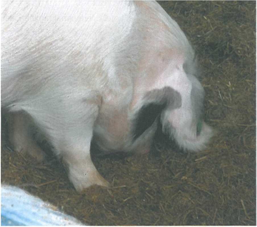 Futtersuche ( foraging ) Bereits in den ersten Lebenstagen beginnen Schweine mit dem Futtersuchverhalten (Petersen, 1994) (belly nosing) Wildschweine verbringen 85 % ihrer Tagesaktivität mit