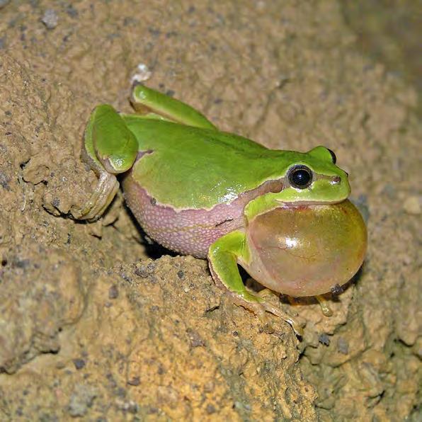 Laubfrosch Größe: 3 4 cm Farbe: meist laubgrün gefärbt mit einem dunklen Streifen