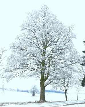 Der Berg-Ahorn (Acer pseudoplatanus L.) Baum des Jahres 2009 Verbreitung: Der Bergahorn ist die am meisten verbreitete Ahornart in Deutschland.
