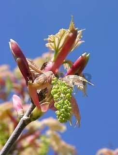 Blüte: Der Bergahorn wird im Bestand mit ca. 30-40 Jahren mannbar. Er blüht meist jährlich im April/Mai.