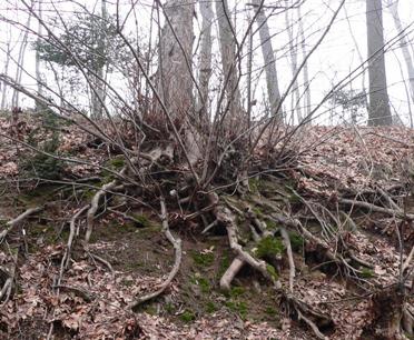 Waldbauliche Eigenschaften: Waldbaulich betrachtet dient der Bergahorn als Halbschattenbaumart vor allem als wichtige und wertvolle Mischbaumart.