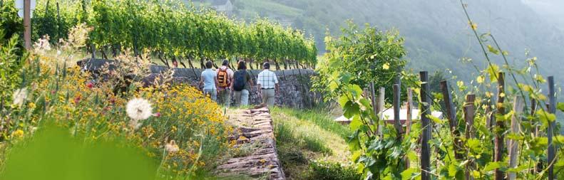 20 Weinbergwanderungen und -führungen 21 hier können Genießer Wein erleben Weinbergwanderungen und -führungen Den Wein und Karlstadt erleben kann man - neben dem Probieren des Weines an sich - am