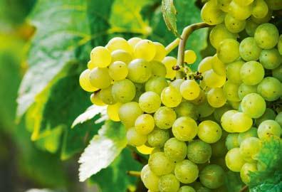 6 7 Rebsorten Erst ein breites Spektrum an Rebsorten führt zur Vielfalt der ausgebauten Weine. Weltweit sind etwa 8.