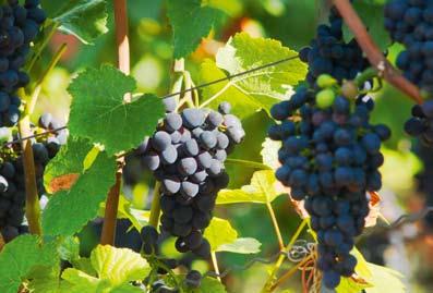 Denn für den gekelterten Wein ist nach den klimatischen Rahmenbedingungen und den jeweiligen Weinbergsböden, vor allem die Rebsorte maßgeblich für den Geschmack des späteren Weines.
