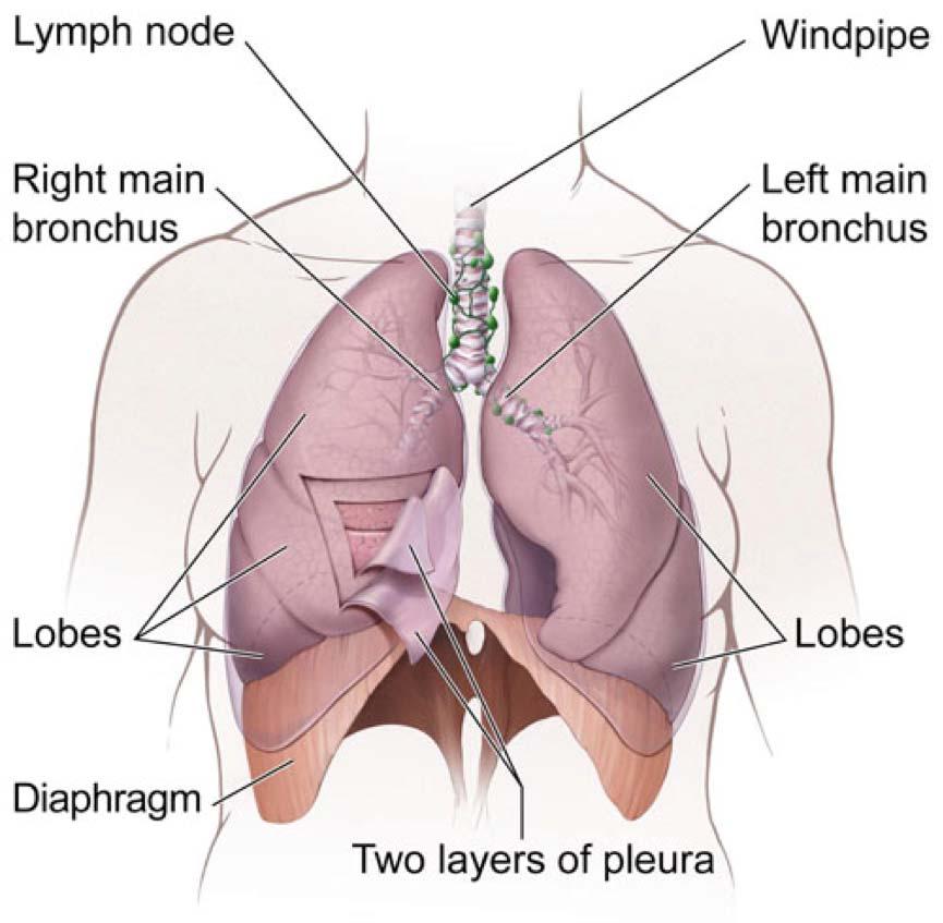 Lungenflügel zweilappiger Lungenflügel Alveole Zwerchfell Pleura besteht aus zwei Schichten: Pleura visceralis