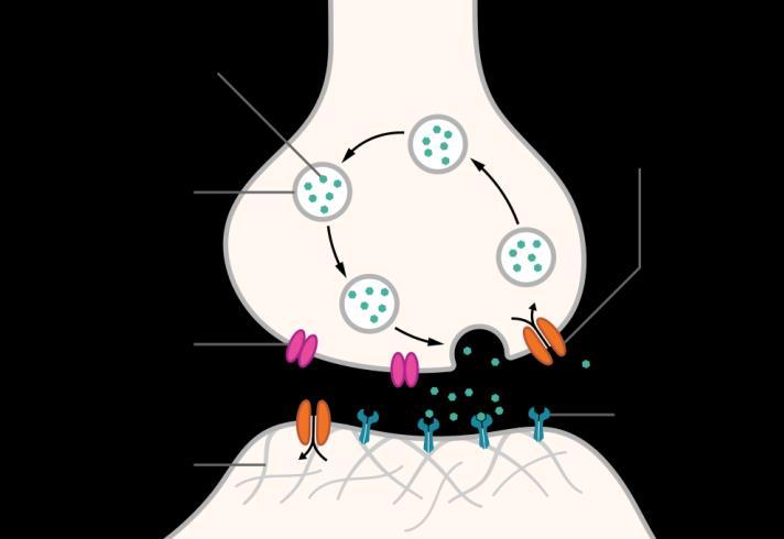 GENETISCHE URSACHEN SHANK-Genfamilie codiert für Proteine, die in der postsynaptischen Dichte makromolekulare Komplexe organisieren Mutationen in SHANK1-3 werden mit neuronalen Krankheiten in