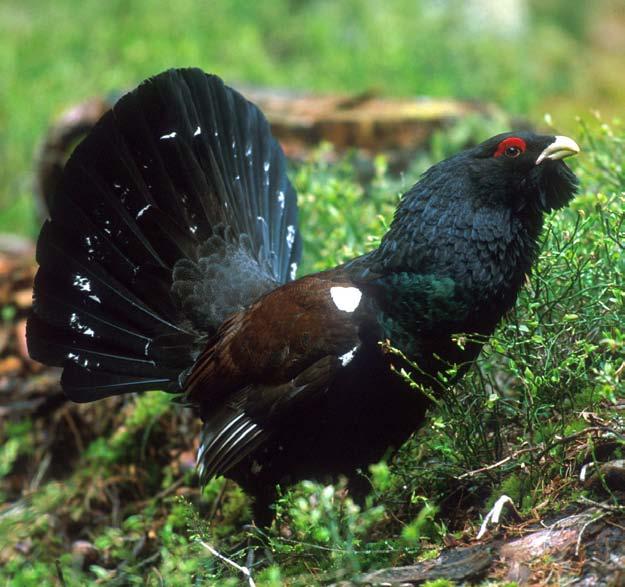 Schutz der Wälder Wir schützen den Wald vor Schädlingen, Klimaeinflüssen und Umweltschäden. Hierzu gehört die integrierte Borkenkäferbekämpfung ebenso wie Maßnahmen zur Minimierung von Sturmschäden.