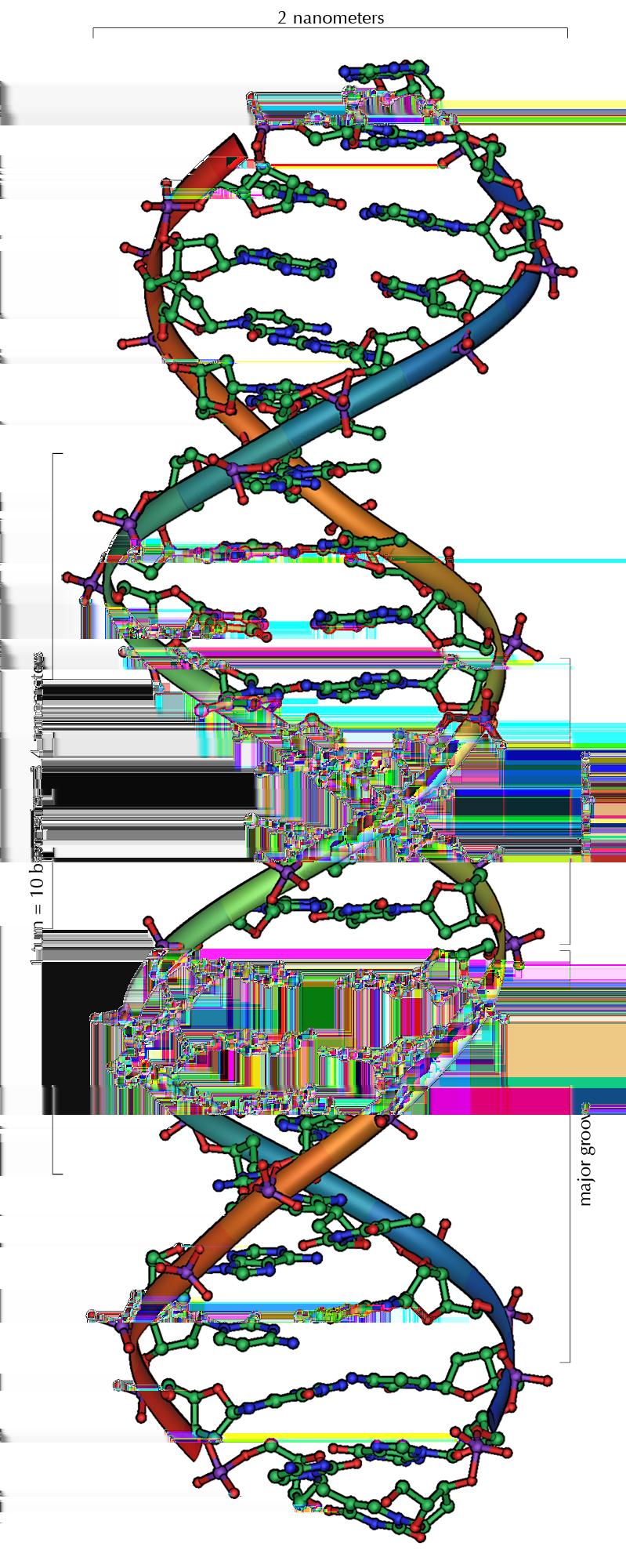 RNA vs. DNA (1): 1 vs 2 Stränge RNA: I.d.R. einzelsträngig, oft Sekundärstrukturen durch intramolekulare Wasserstoffbrücken DNA: I.