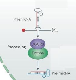 Biogenese der mirnas (2) pri-mirnas werden dann durch die Endonuclease Drosha verarbeitet Das Ergebnis sind 70 nt Haarnadeln namens