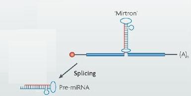 Biogenese der mirnas (3) In einigen Fällen entstammen die Prä-miRNA-Sequenzen herausgespleißten Introns Mirtrons benötigen daher Drosha-DGCR8