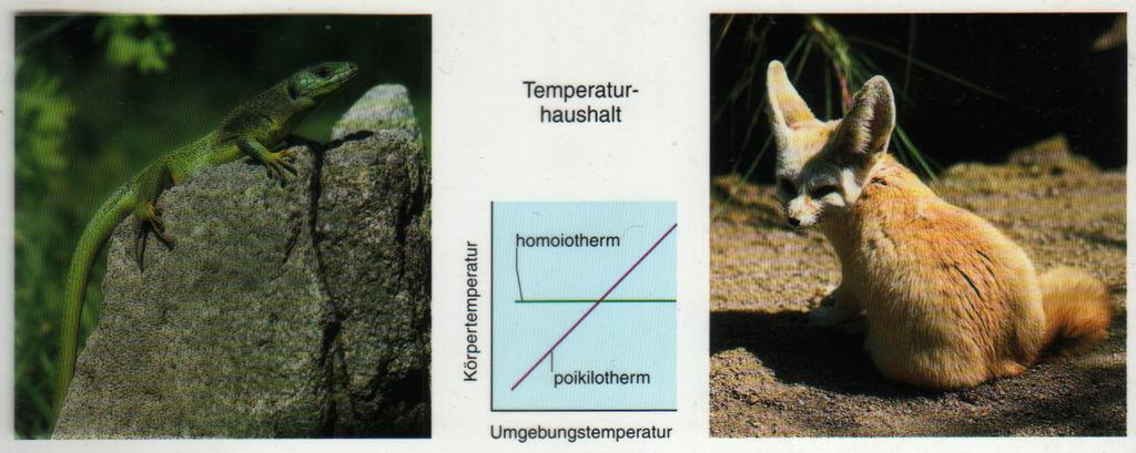 Konformer und Regulatoren Wechselwarme Tiere (Eidechse) passen ihre Körpertemperatur der Umgebung an (poikilotherm). Sie nehmen Energie durch äussere Quellen aus (Exothermie).