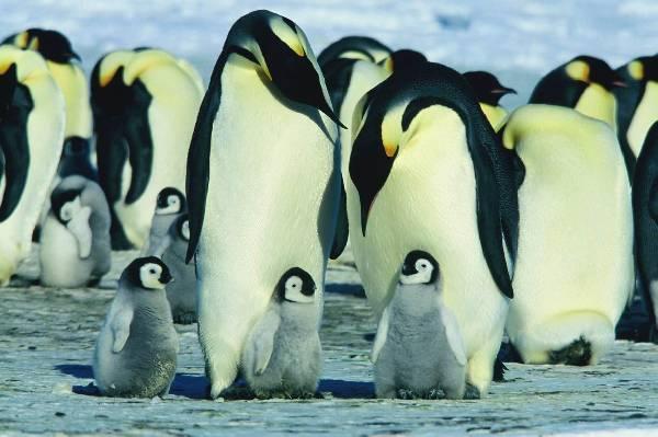 Pinguine und der Ökofaktor Temperatur Wo