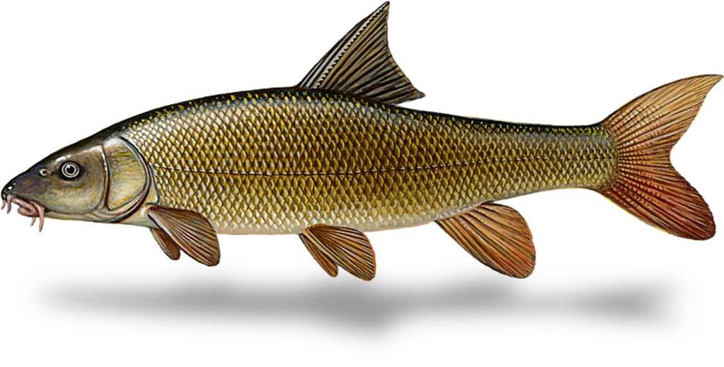 Ganzjährig geschützte Arten Barbe (Barbus barbus) Besondere Merkmale: Die Barbe ist Leitfisch der gleichnamigen Fließwasserregion.