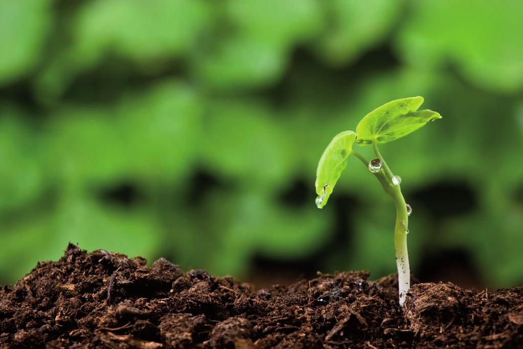 Was ist AGROSOL Die 100%ige Wachstumsenergie aus natürlichen Mineralien ohne chemische Zusatzstoffe! AGROSOL wurde entwickelt, um den Pflanzen ein gesundes Wachstum zu ermöglichen.