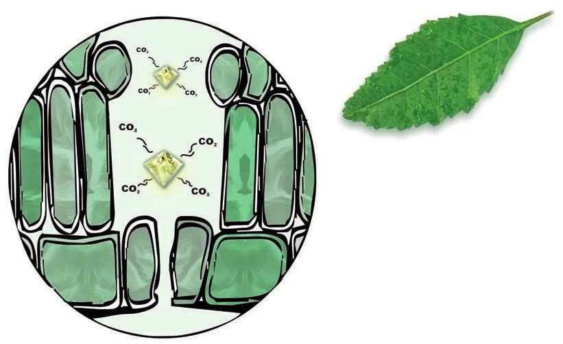 H 2 O CO 2 IM GEGENTEIL: das CO 2 wird durch die Pflanze in Glukose und Proteine umgewandelt, diese stößt vermehrt Sauerstoff aus und fördert somit die grüne Lunge.