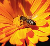 In enger Zusammenarbeit mit anerkannten Wissenschaftlern der internationalen Institute für Bienenforschung