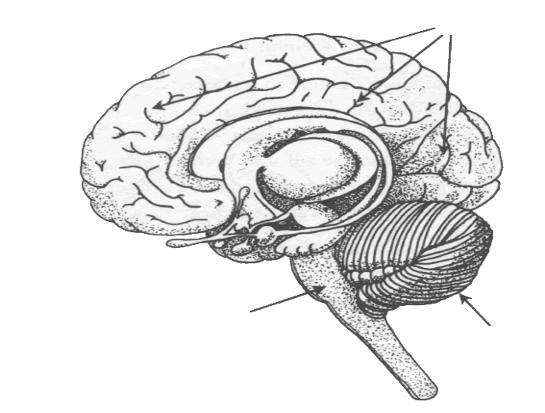 Useyourbrain! Eine kurze Gebrauchsanleitung Großhirn altes Gehirn neues Gehirn Limbisches System steuert die meisten automatischen Reaktionen Hauptaufgabe = Überleben sichern!