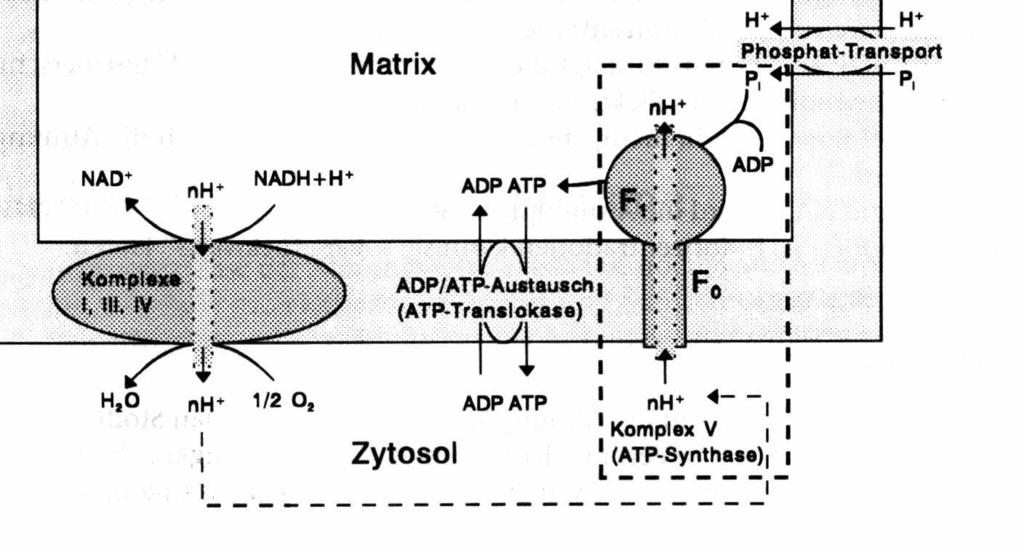 NAD + + wird oxidiert 52 kcal/mol Knallgasreaktion 57 kcal/mol NAD + + Malat Ketoglutarat 21 kcal ATP Synthese 31 kcal Wärme Wirkungsgrad: 40 % Glutamat Zytosol Aspartat Mito Malat-Aspartat-Shuttle