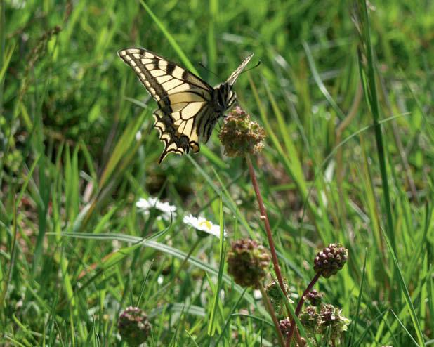 ausgeführt:»seitens des Schwäbischen Albvereins wurde einer solchen Lösung (= flächendeckend neues System für den Langsamverkehr) frühzeitig entgegen getreten, was schon deshalb verständlich ist,