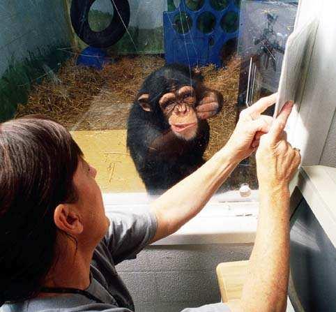 USA 2006 Wissenschaftliche Untersuchungen haben ergeben, dass über 90 Prozent der Gene bei Menschen und Schimpansen identisch sind. Damit sind Schimpansen unsere nächsten Artverwandten.
